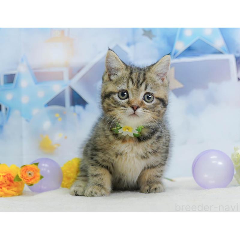 販売中の茨城県のマンチカン-136246の7枚目