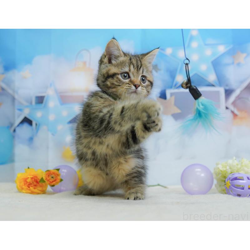 販売中の茨城県のマンチカン-136246の5枚目