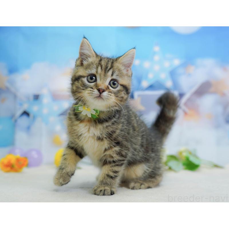 販売中の茨城県のマンチカン-136246の4枚目