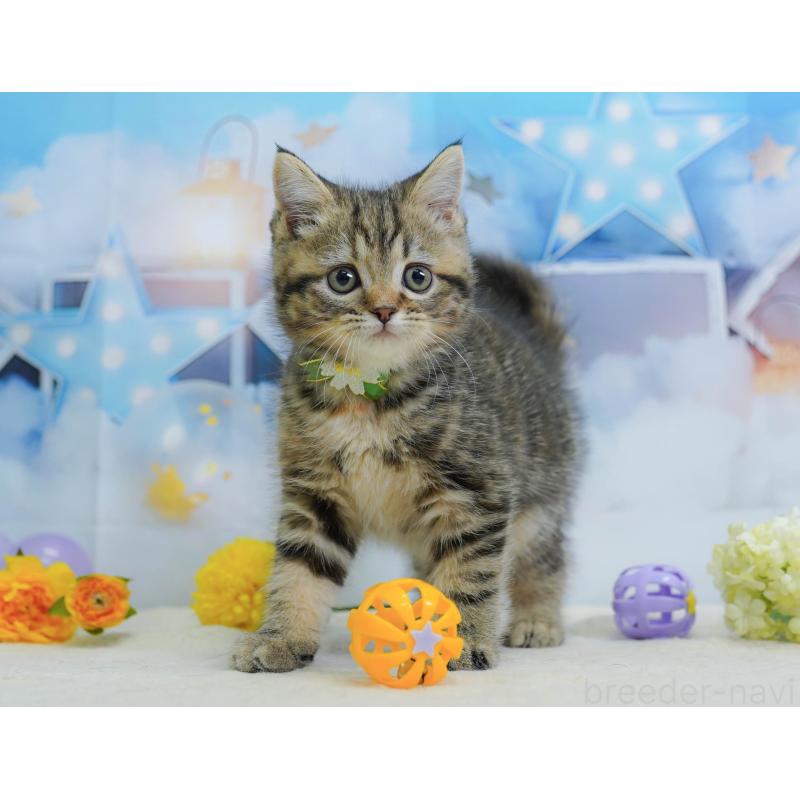 販売中の茨城県のマンチカン-136246の3枚目