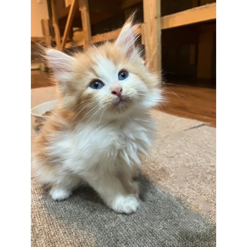 販売中の神奈川県のサイベリアン-136245の8枚目