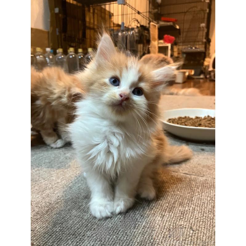 販売中の神奈川県のサイベリアン-136245の7枚目