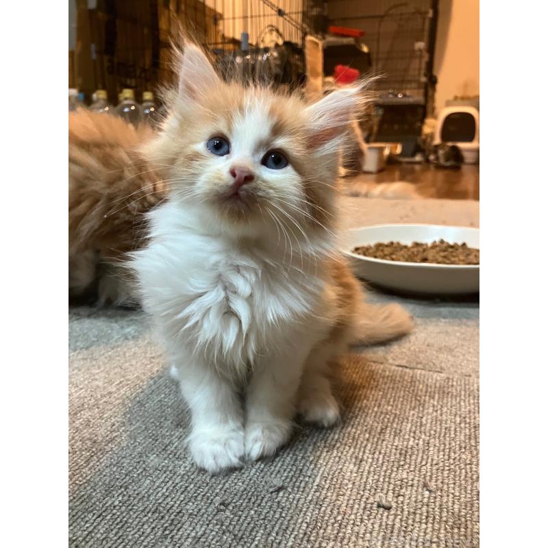 販売中の神奈川県のサイベリアン-136245の6枚目