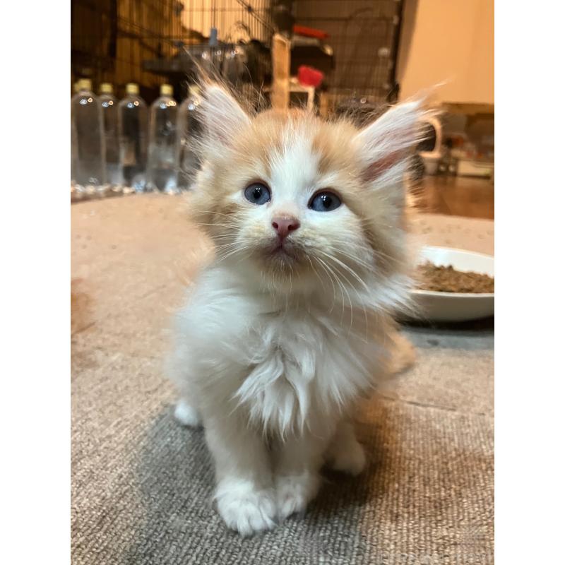 販売中の神奈川県のサイベリアン-136245の5枚目