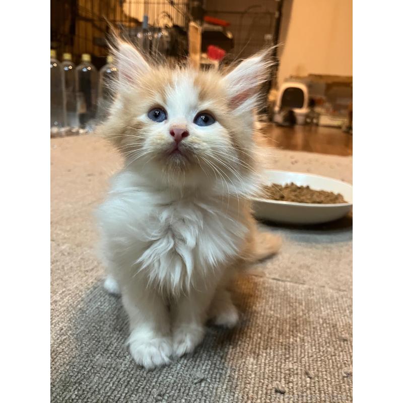 販売中の神奈川県のサイベリアン-136245の3枚目