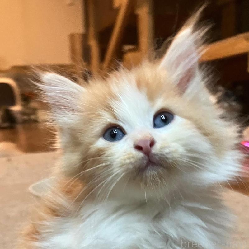 販売中の神奈川県のサイベリアン-136245の1枚目