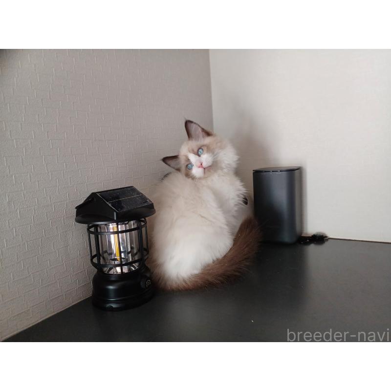 販売中の東京都のラグドール-136248の1枚目