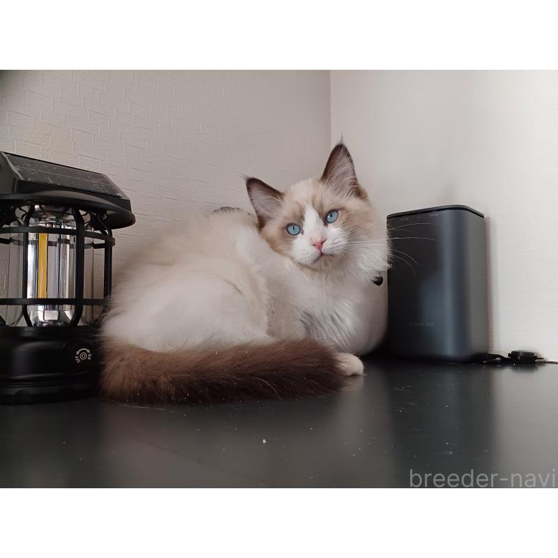 販売中の東京都のラグドール-136248の7枚目