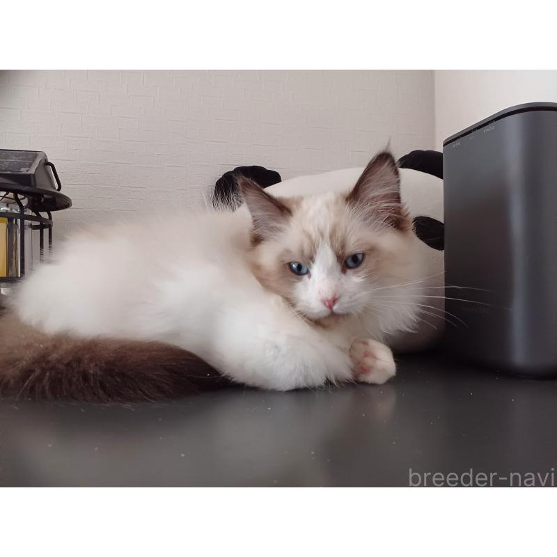 販売中の東京都のラグドール-136248の6枚目