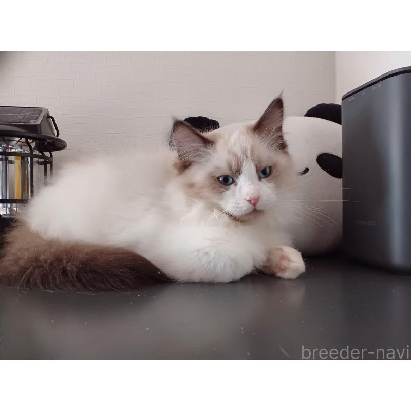 販売中の東京都のラグドール-136248の5枚目