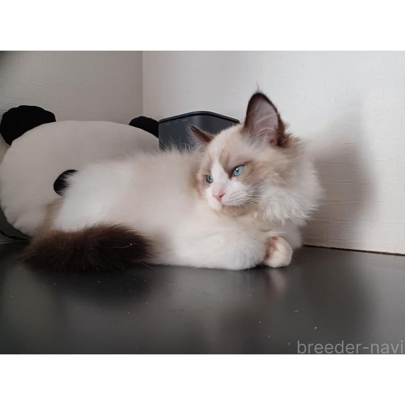 販売中の東京都のラグドール-136248の4枚目