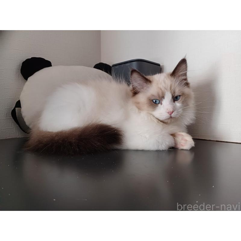 販売中の東京都のラグドール-136248の3枚目