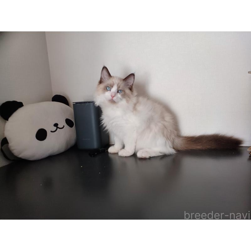 販売中の東京都のラグドール-136248の2枚目