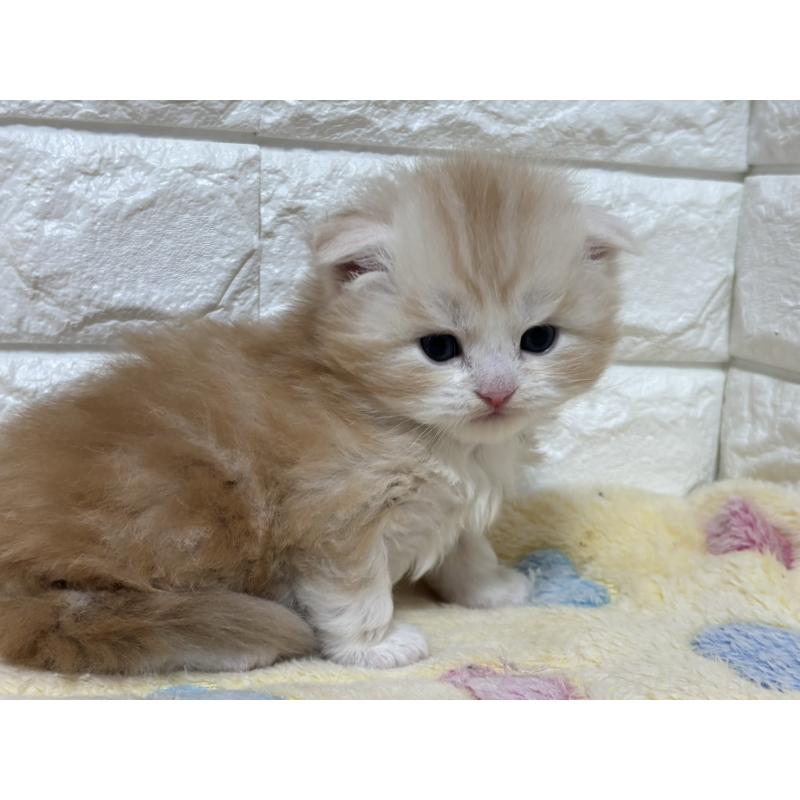 販売中の山梨県のスコティッシュフォールド(折れ耳)-136249の10枚目