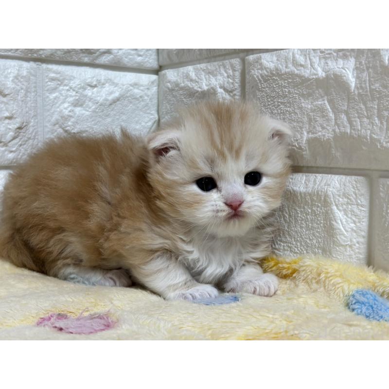 販売中の山梨県のスコティッシュフォールド(折れ耳)-136249の9枚目