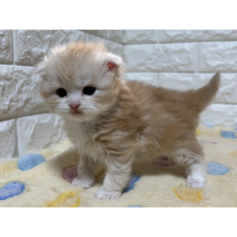 販売中の山梨県のスコティッシュフォールド(折れ耳)-136249の8枚目