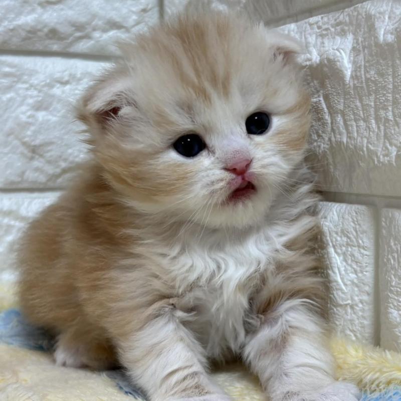 販売中の山梨県のスコティッシュフォールド(折れ耳)-136249の7枚目