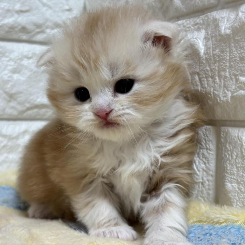 販売中の山梨県のスコティッシュフォールド(折れ耳)-136249の6枚目