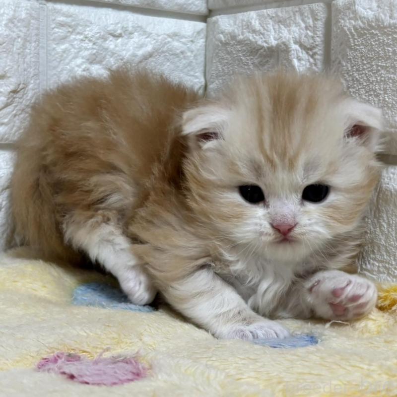 販売中の山梨県のスコティッシュフォールド(折れ耳)-136249の4枚目