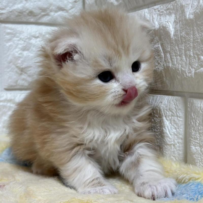 販売中の山梨県のスコティッシュフォールド(折れ耳)-136249の3枚目