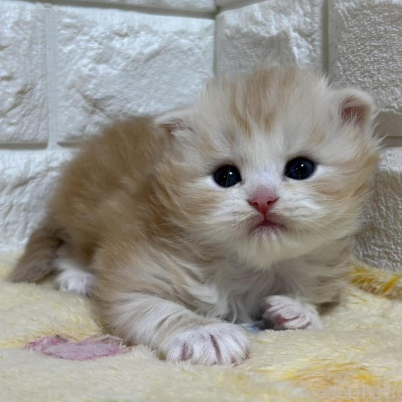 販売中の山梨県のスコティッシュフォールド(折れ耳)-136249の2枚目