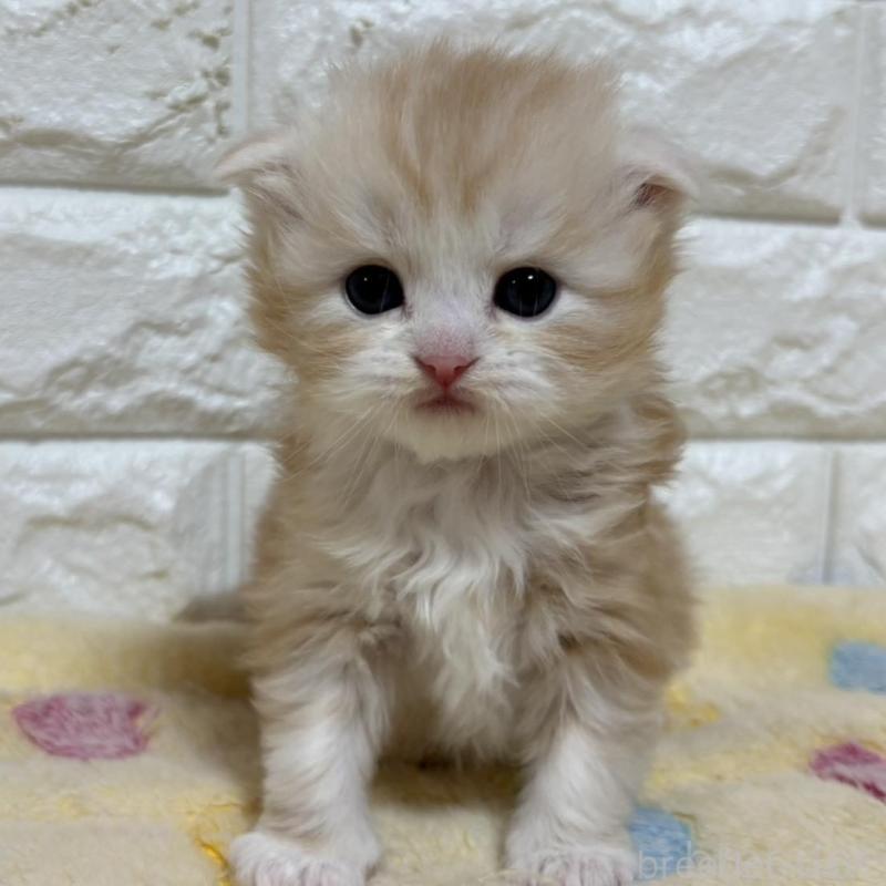 販売中の山梨県のスコティッシュフォールド(折れ耳)-136249の1枚目