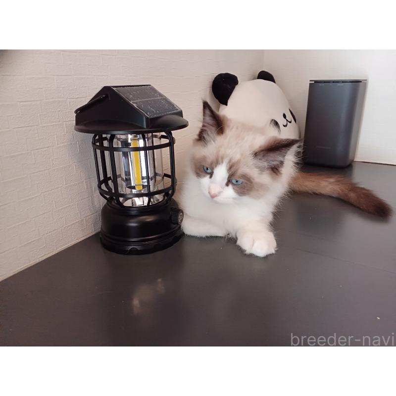 成約済の東京都のラグドール-132765の10枚目