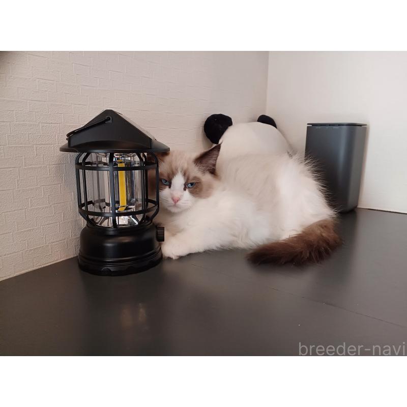 成約済の東京都のラグドール-132765の9枚目