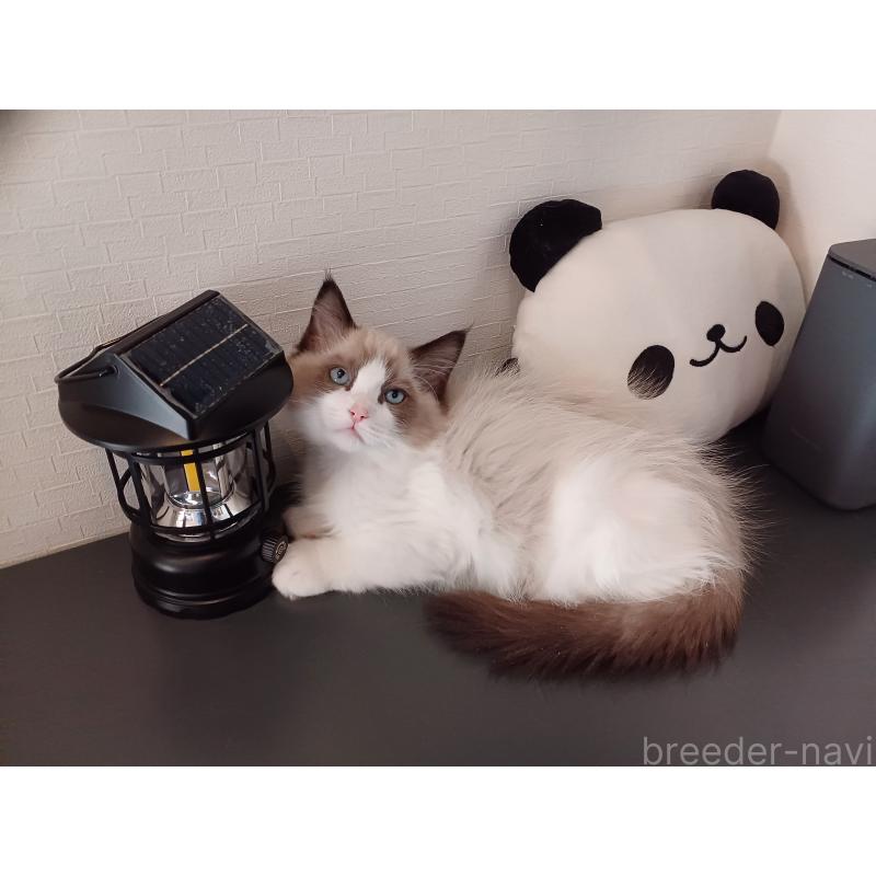 成約済の東京都のラグドール-132765の8枚目