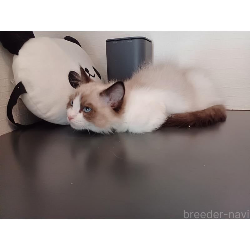 成約済の東京都のラグドール-132765の7枚目