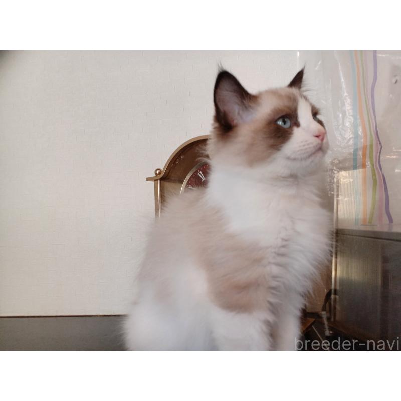 成約済の東京都のラグドール-132765の5枚目