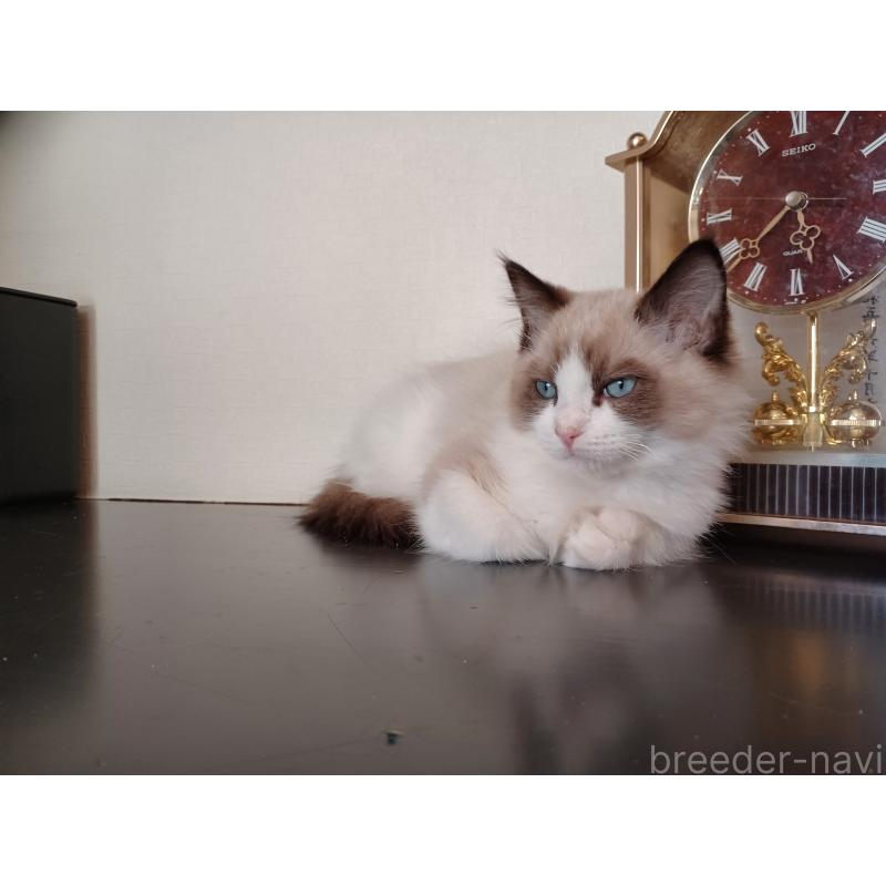 成約済の東京都のラグドール-132765の3枚目