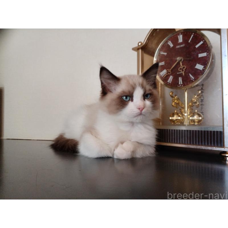 成約済の東京都のラグドール-132765の2枚目