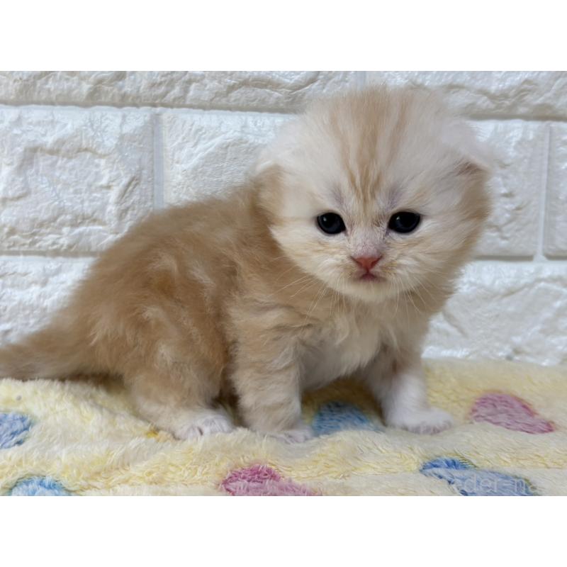 販売中の山梨県のスコティッシュフォールド(折れ耳)-136250の11枚目
