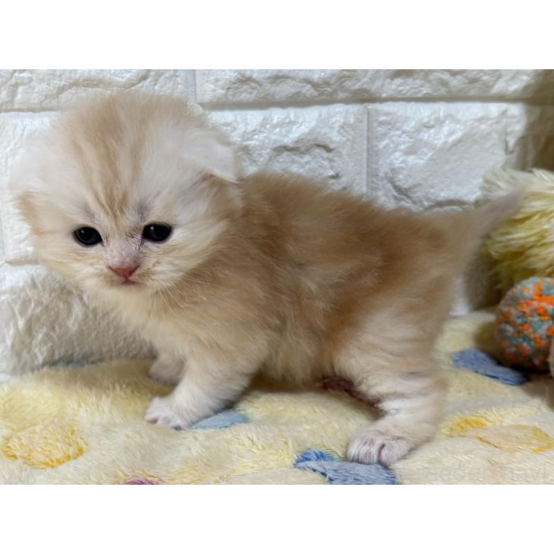 販売中の山梨県のスコティッシュフォールド(折れ耳)-136250の9枚目