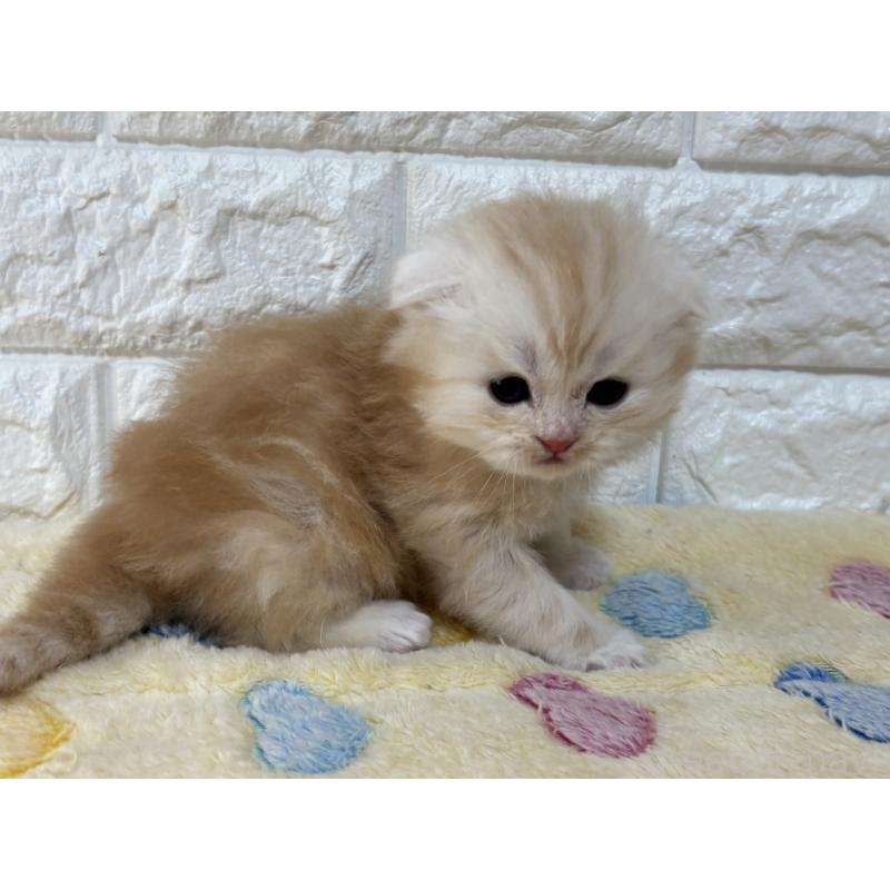 販売中の山梨県のスコティッシュフォールド(折れ耳)-136250の8枚目