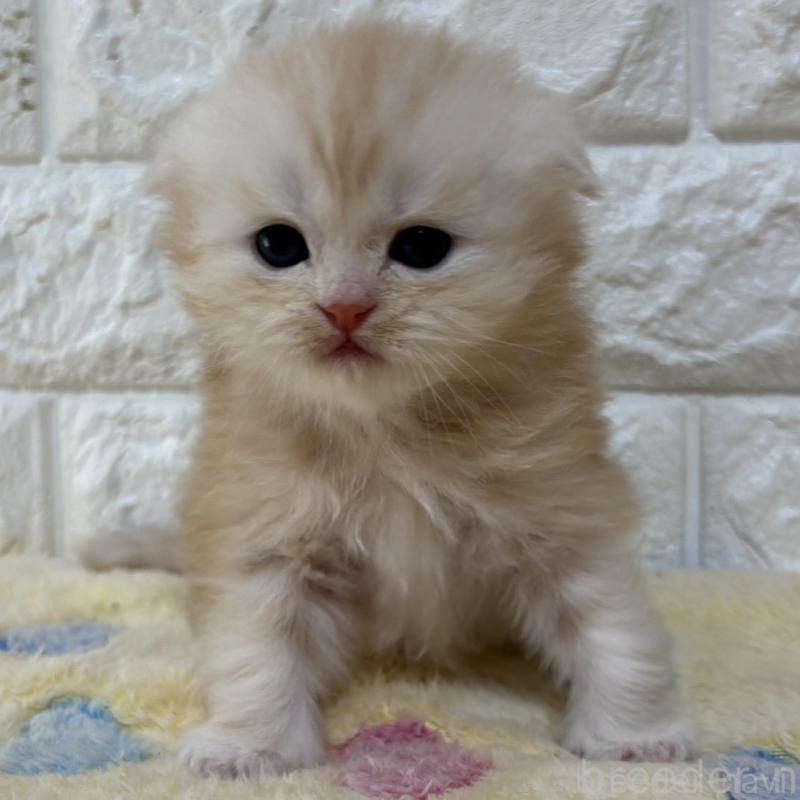 販売中の山梨県のスコティッシュフォールド(折れ耳)-136250の6枚目