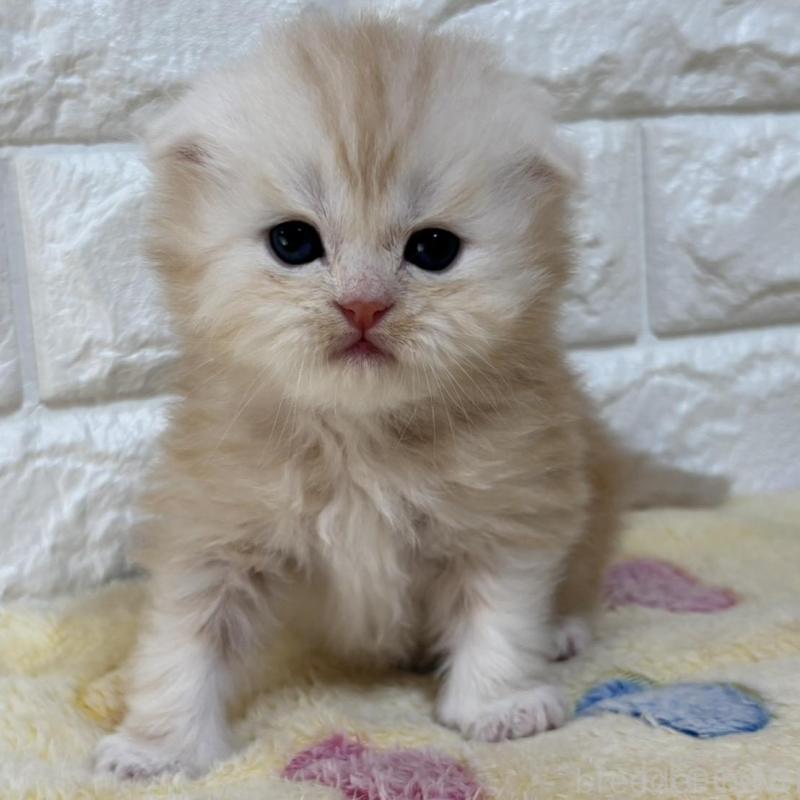 販売中の山梨県のスコティッシュフォールド(折れ耳)-136250の5枚目