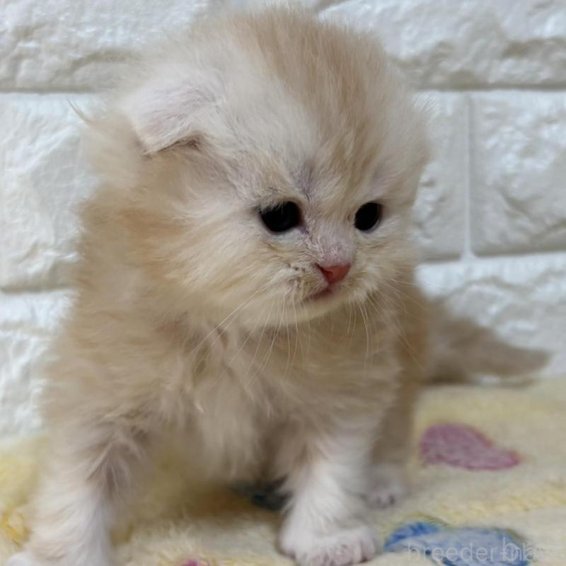 販売中の山梨県のスコティッシュフォールド(折れ耳)-136250の4枚目