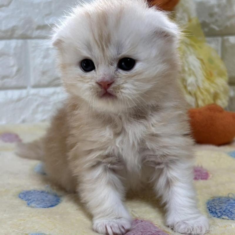 販売中の山梨県のスコティッシュフォールド(折れ耳)-136250の2枚目