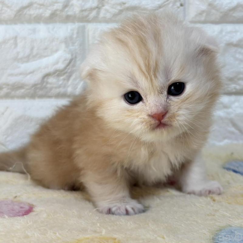 販売中の山梨県のスコティッシュフォールド(折れ耳)-136250の1枚目