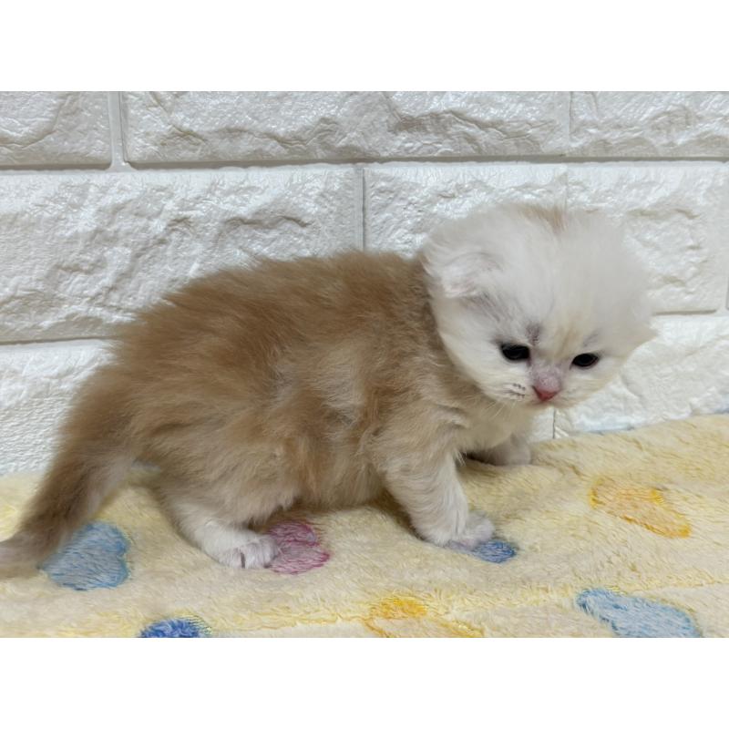 販売中の山梨県のスコティッシュフォールド(折れ耳)-136252の14枚目