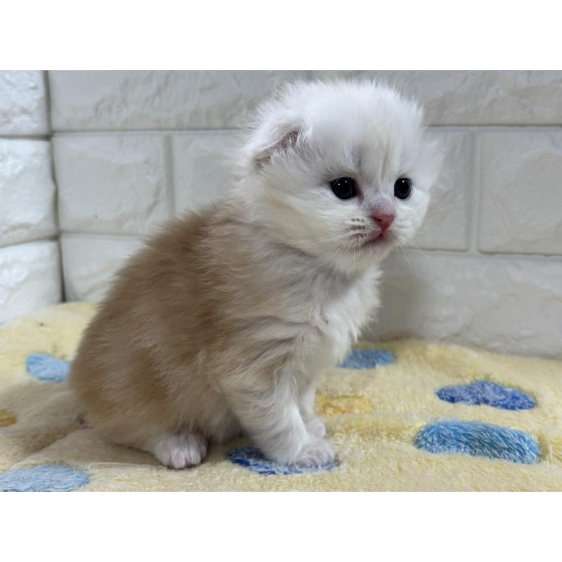 販売中の山梨県のスコティッシュフォールド(折れ耳)-136252の13枚目