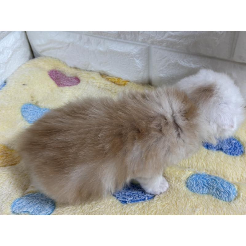 販売中の山梨県のスコティッシュフォールド(折れ耳)-136252の11枚目