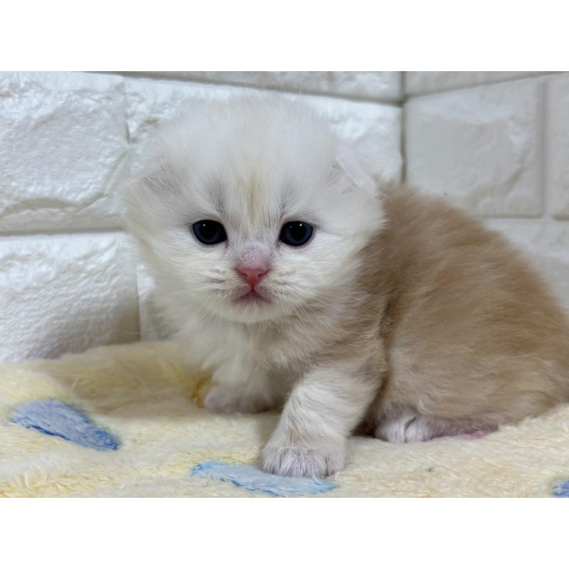 販売中の山梨県のスコティッシュフォールド(折れ耳)-136252の12枚目