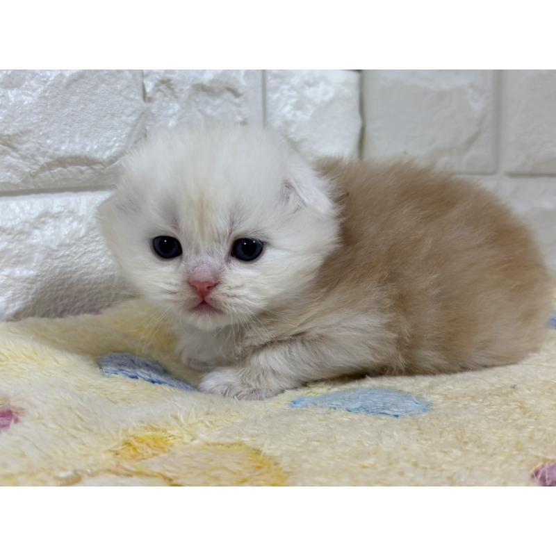 販売中の山梨県のスコティッシュフォールド(折れ耳)-136252の10枚目