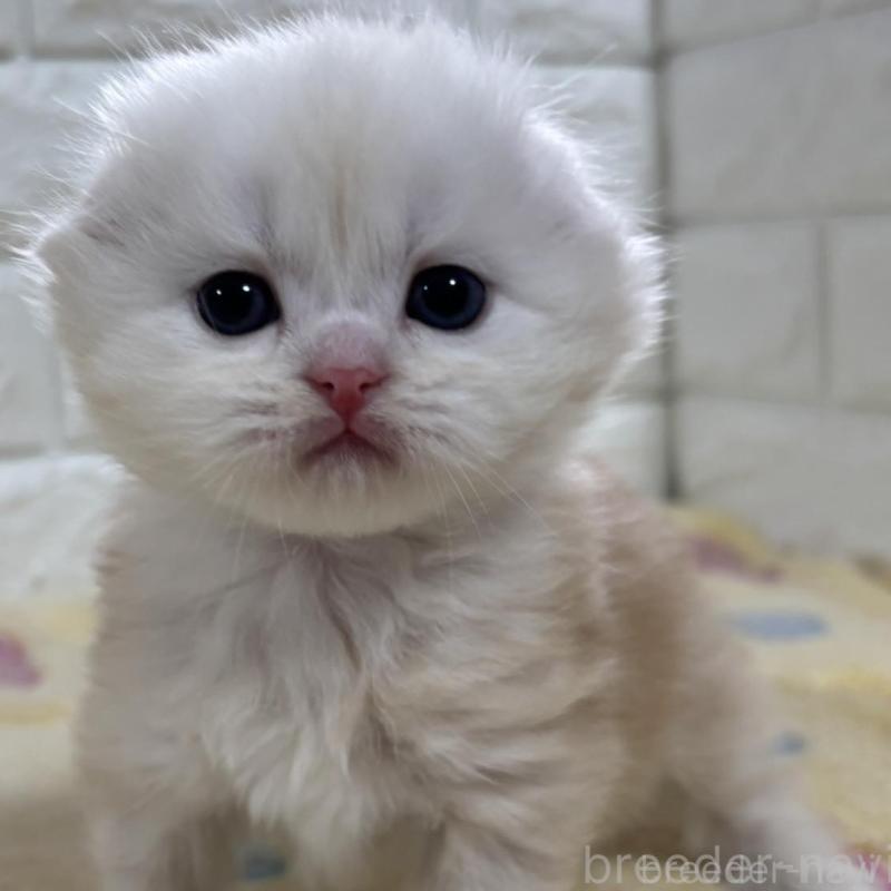 販売中の山梨県のスコティッシュフォールド(折れ耳)-136252の9枚目