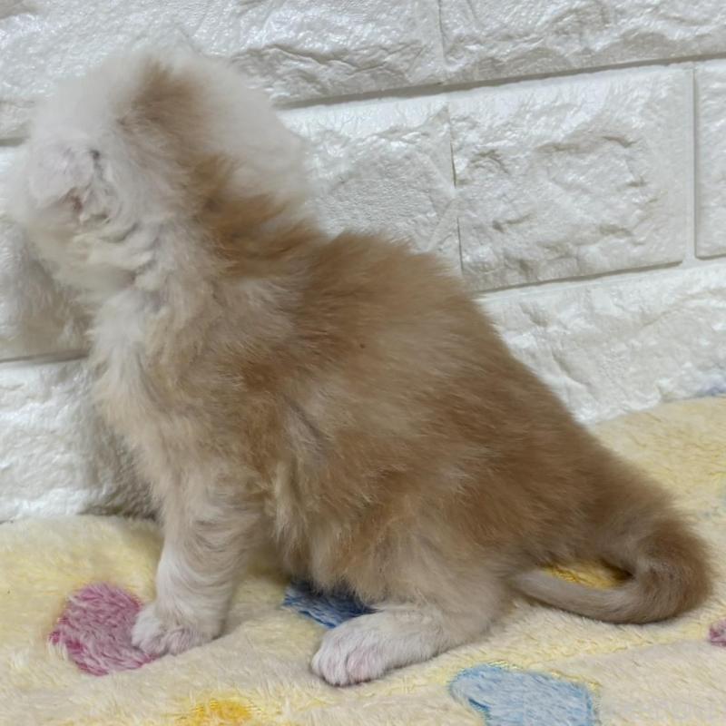 販売中の山梨県のスコティッシュフォールド(折れ耳)-136252の8枚目