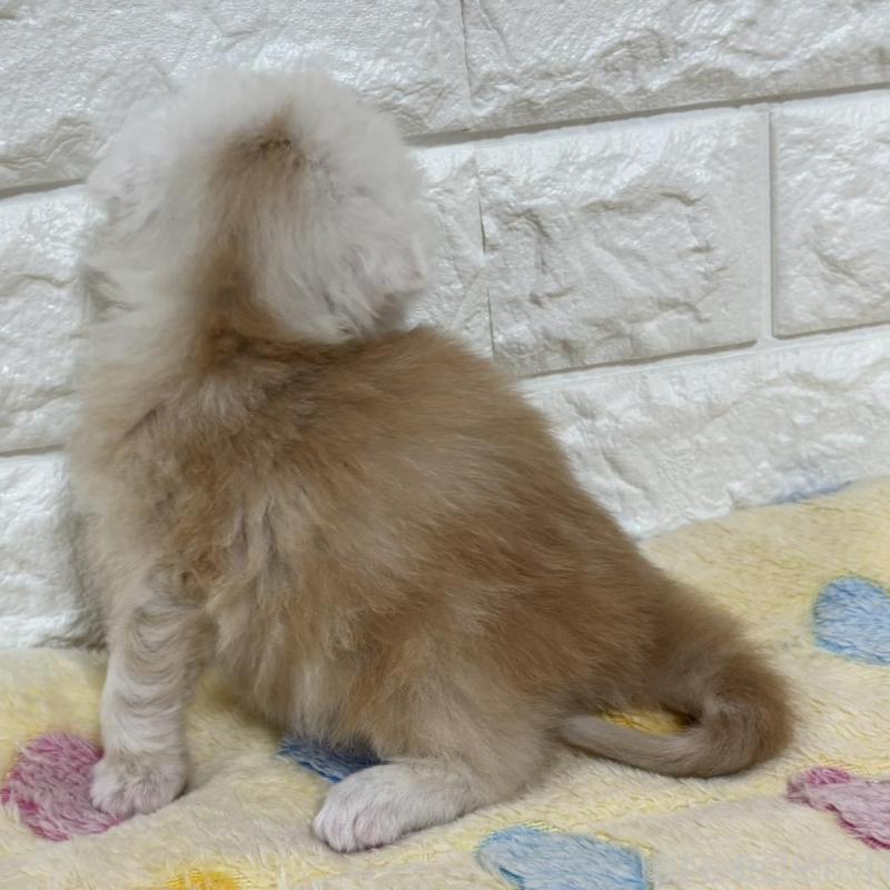 販売中の山梨県のスコティッシュフォールド(折れ耳)-136252の7枚目