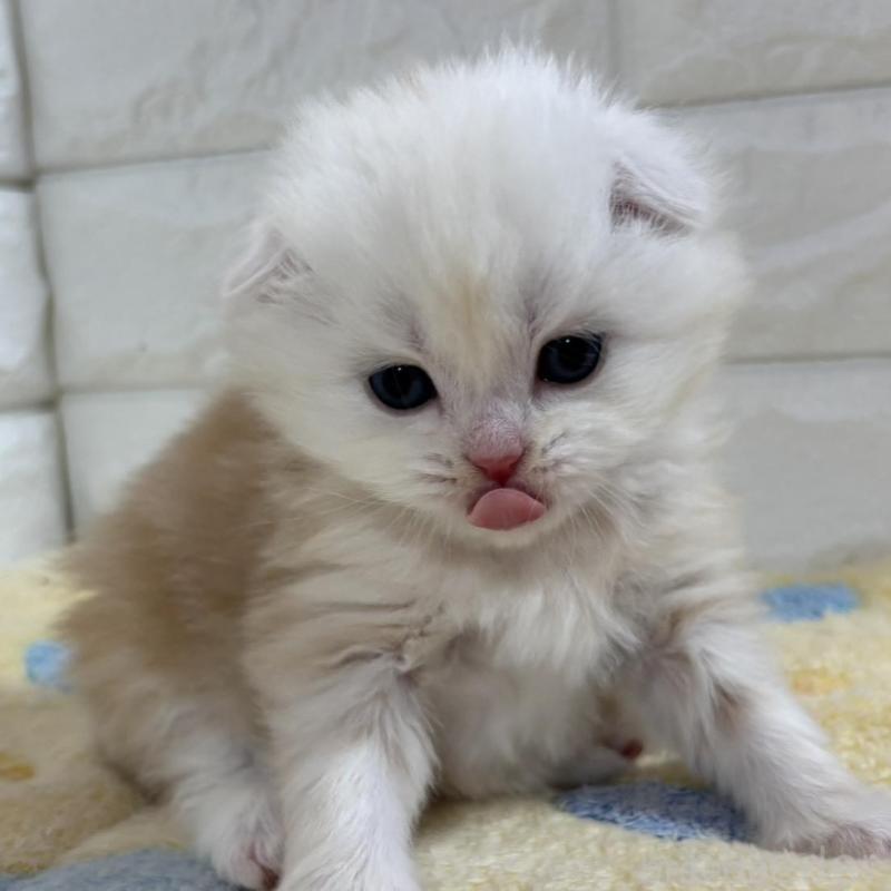 販売中の山梨県のスコティッシュフォールド(折れ耳)-136252の6枚目